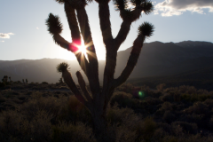 Joshua Tree, NV desert