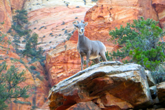 Desert Bighorn, Zion NP, UT