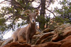 Desert Bighorn, Zion NP, UT