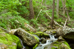 Piney Branch, Shenandoah NP, VA