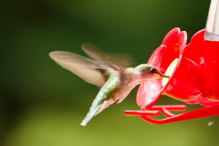 Humming Bird